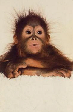 Orangutan